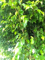 Ficus benjamina