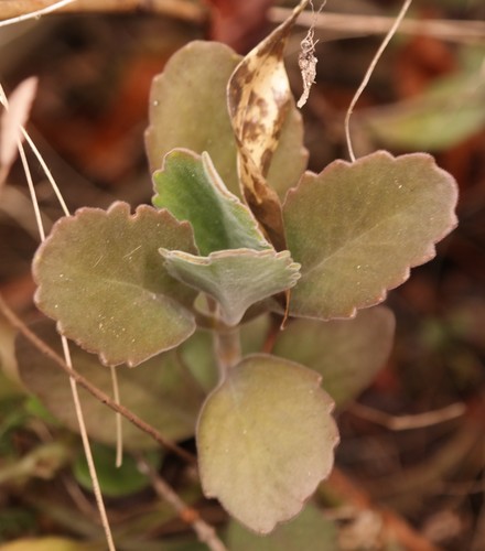 Kalanchoe velutina subsp. chimanimanensis image