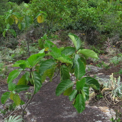 Ladenbergia oblongifolia