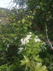 Crataegus monogyna
