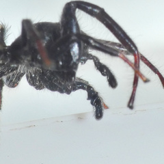 Heliophanus lesserti