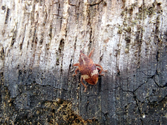 Anthonomus pedicularius
