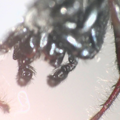 Heliophanus lesserti