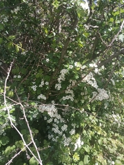 Crataegus monogyna