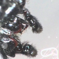 Heliophanus lesserti