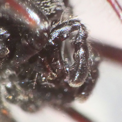 Heliophanus lesserti