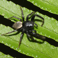 Heliophanus lesserti