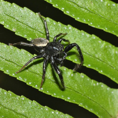 Heliophanus lesserti