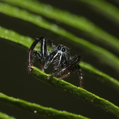 Heliophanus lesserti