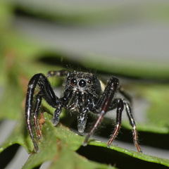 Heliophanus lesserti