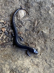 Plethodon chattahoochee