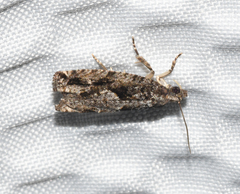 Gretchena delicatana