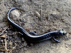 Plethodon chattahoochee