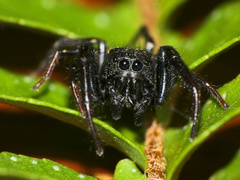 Heliophanus lesserti