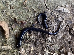 Plethodon chattahoochee
