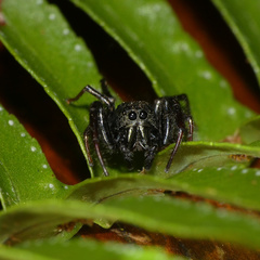 Heliophanus lesserti