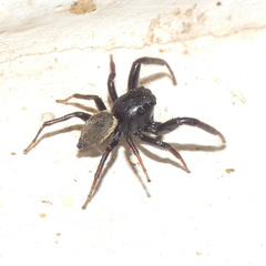 Heliophanus lesserti