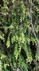 Metrosideros colensoi