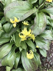 Lilieae