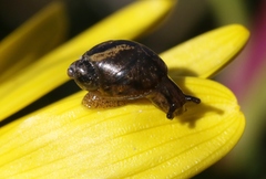 Novisuccinea ovalis