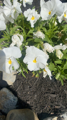 Viola × wittrockiana