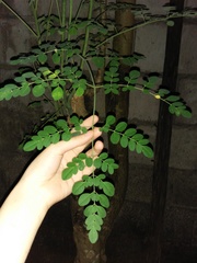 Moringa oleifera