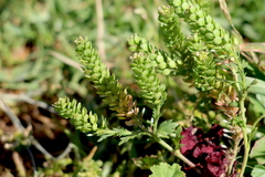 Lepidium strictum