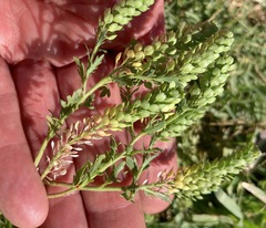 Lepidium strictum