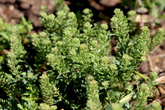 Lepidium strictum