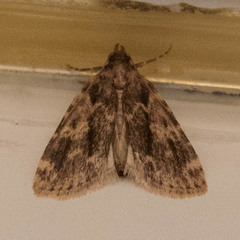 Aglossa