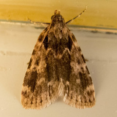Aglossa