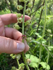 Tellima