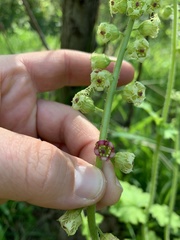 Tellima