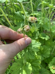Tellima