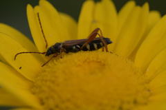 Stenopterus mauritanicus