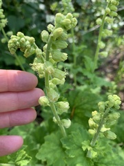 Tellima