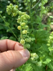 Tellima