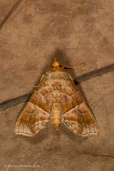 Cecharismena
