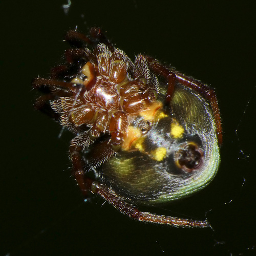 Green-pea Spider
