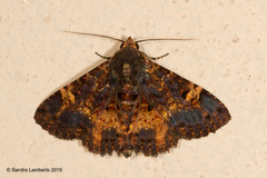 Metalectra carneomacula