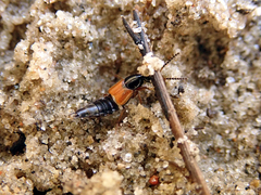 Philonthus rubripennis