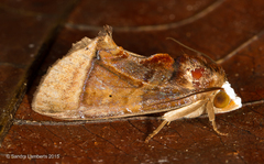Gonodonta immaculata