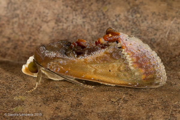 Gonodonta paraequalis
