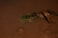 Leptodactylus knudseni