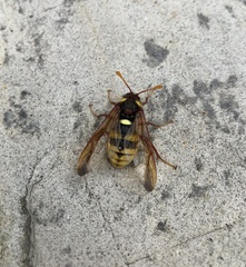 Cimbex quadrimaculatus