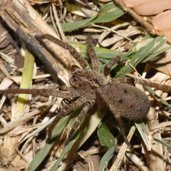 Afroneutria erythrochelis