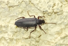 Eupsophulus castaneus