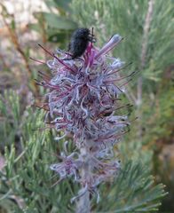 Paranomus bracteolaris