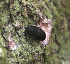 Choraginae