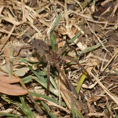 Afroneutria erythrochelis